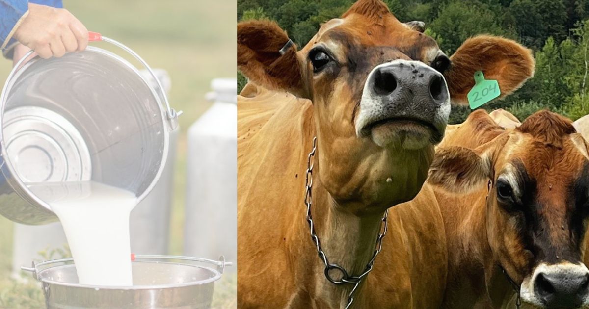 non-veg milk india says a strong no to it modi government has a non-negotiable red line on us dairy products