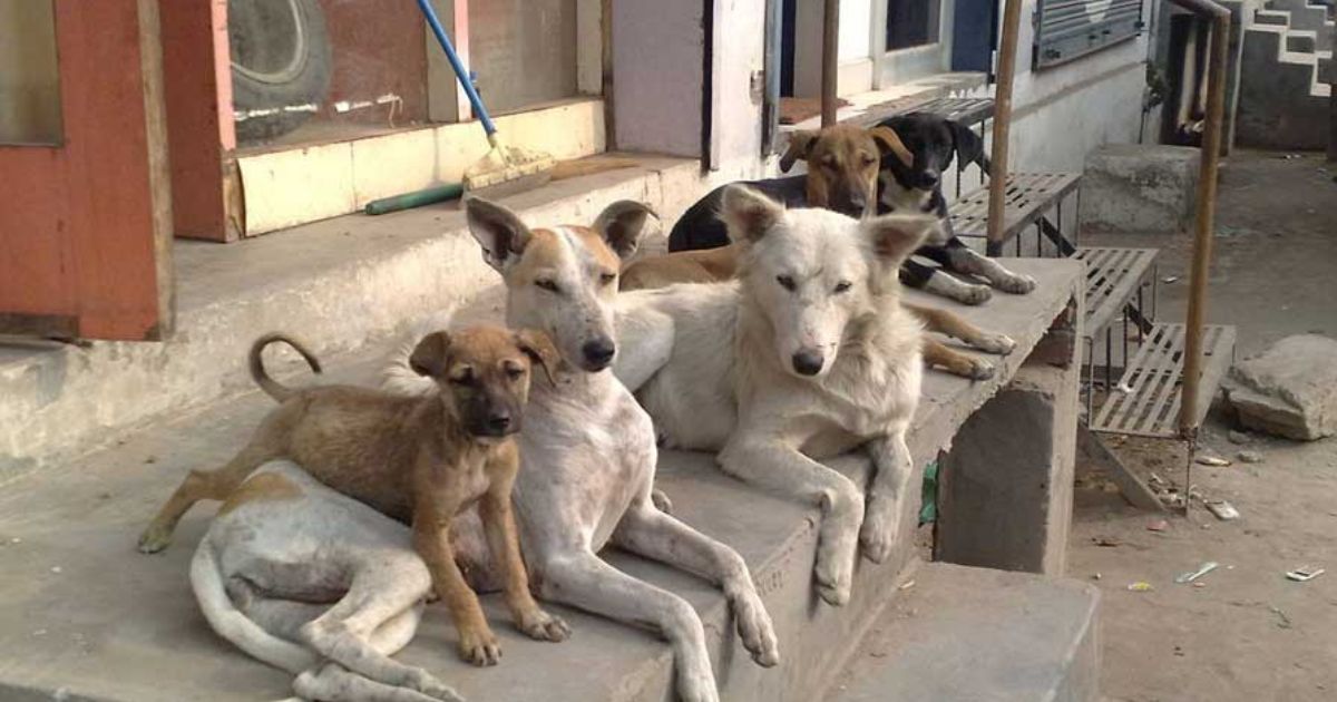 supreme court orders delhi ncr authority to shift all stray dogs immediately