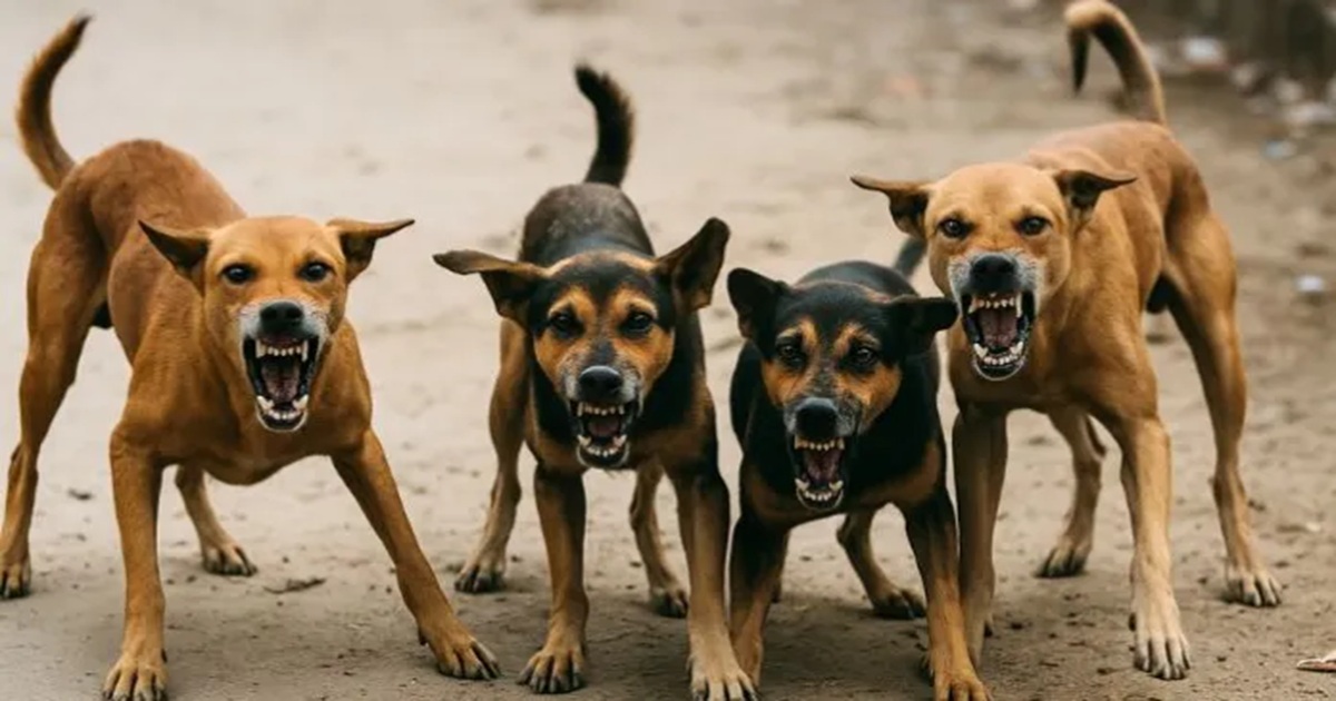 stray-dogs-must-be-removed-from-hospitals-and-railway-stations-supreme-court-orders
