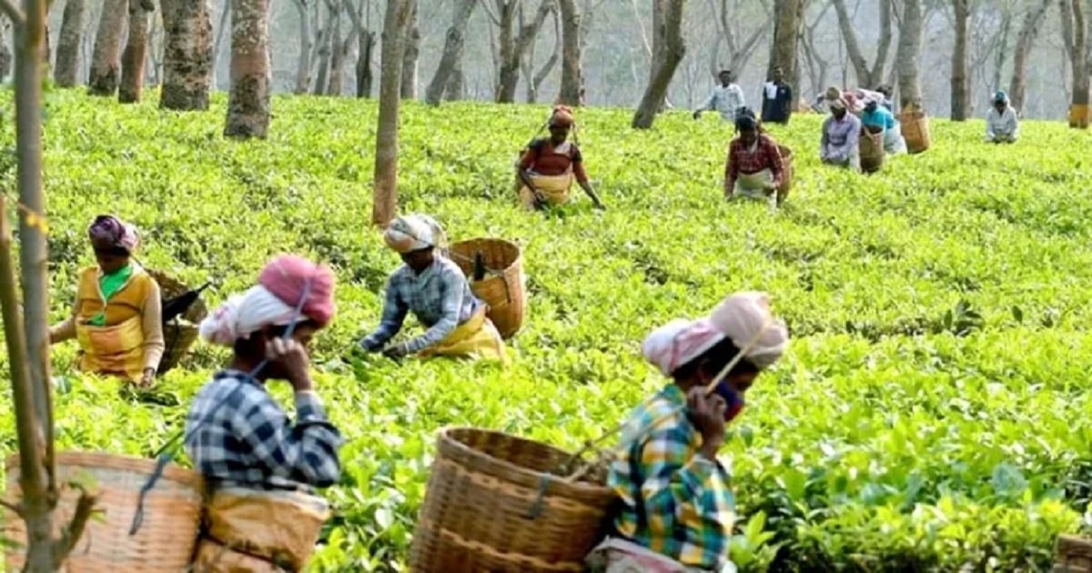 Assam govt amends act to confer land rights to tea workers