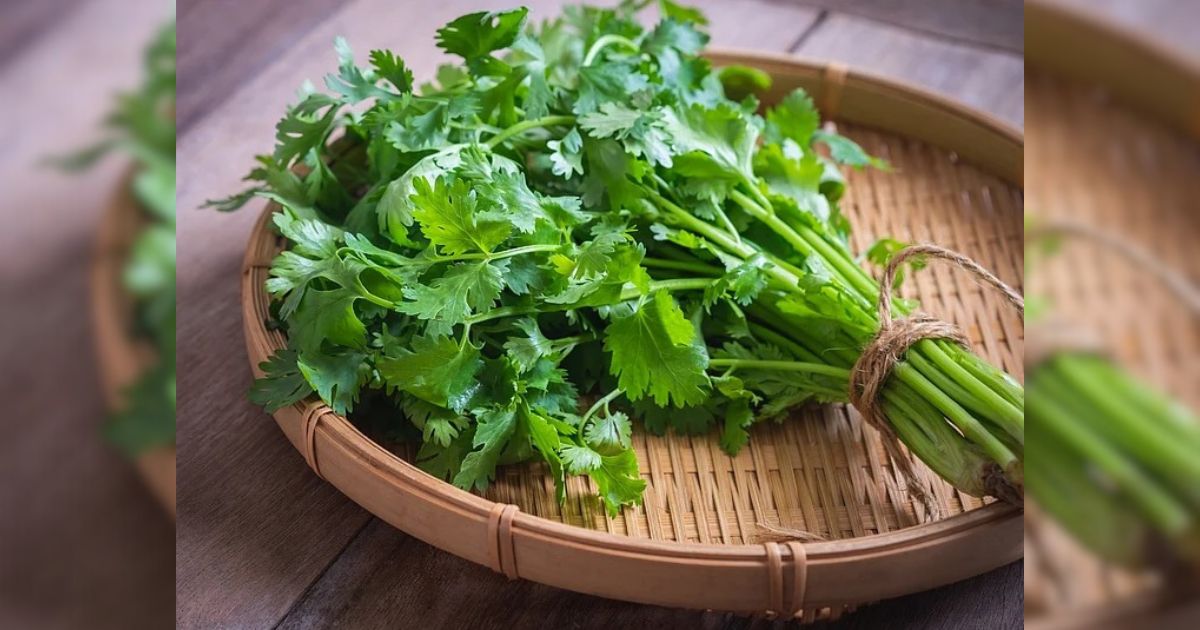 coriander leaves benefits food value effect body helps control diabetes blood pressure heart ailments health tips