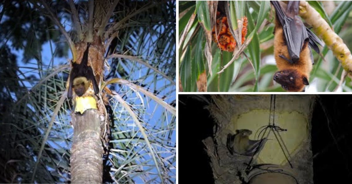 Nipah Virus: নিপা ভাইরাস আক্রান্ত সন্দেহে হাসপাতালে ভর্তি রাজ্যের দুই নার্স, খেজুর রসেই কি লুকিয়ে বিপদ?