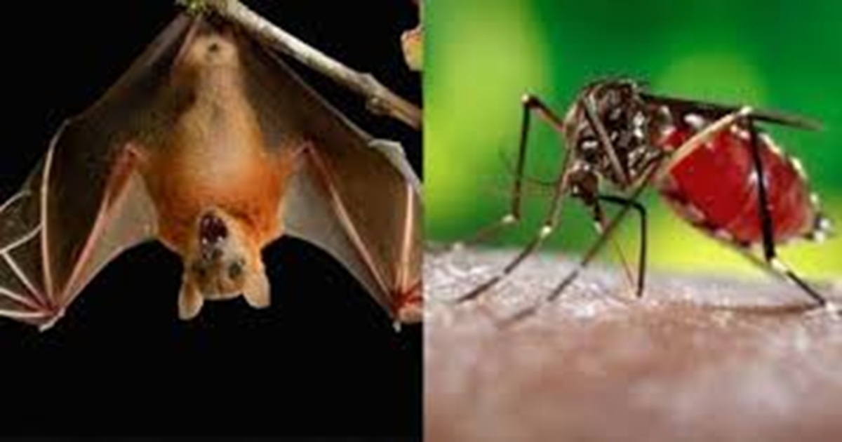 Dengue: নিপা ভাইরাসের মাঝেই রাজ্যে দাপট ডেঙ্গির! তীব্র শীতেও উদ্বেগজনক হারে বাড়ছে আক্রান্তের সংখ্যা