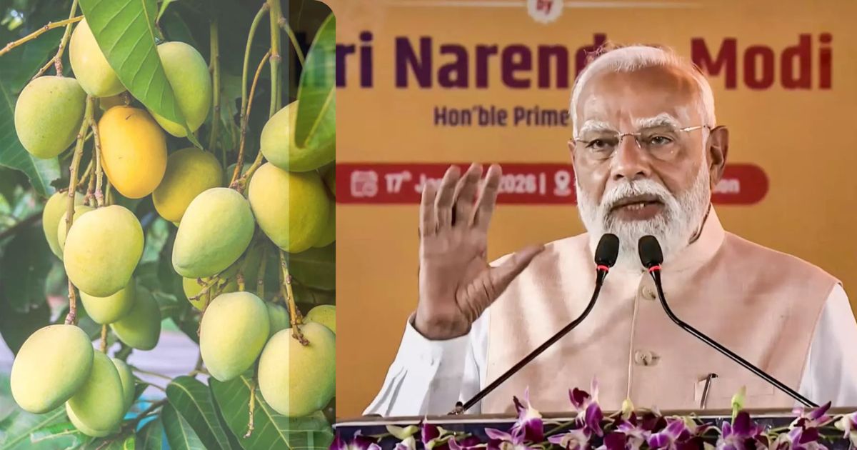 Modi in Malda: মালদার আম-অর্থনীতি নিয়ে ভাবেনি তূণমূল! ম্যাঙ্গো ইকোনমিকে সর্বোচ্চ স্তরে পৌঁছে দেবে বিজেপি, দাবি মোদির