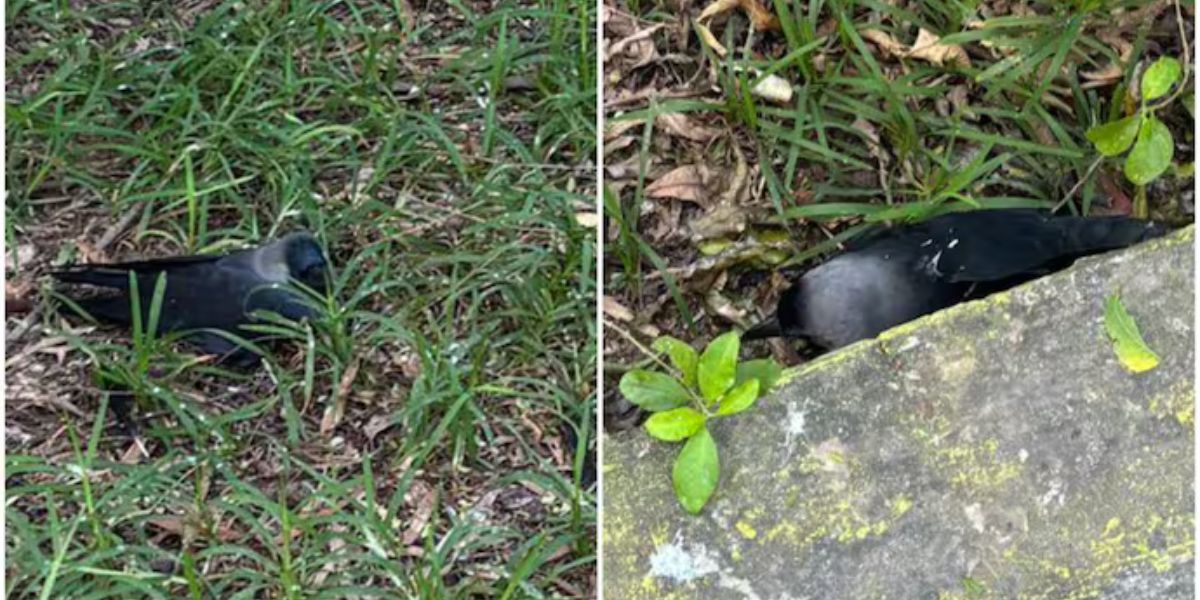 hundreds-of-crows-die-in-chennai-administration-takes-swift-action-amid-bird-flu-outbreak