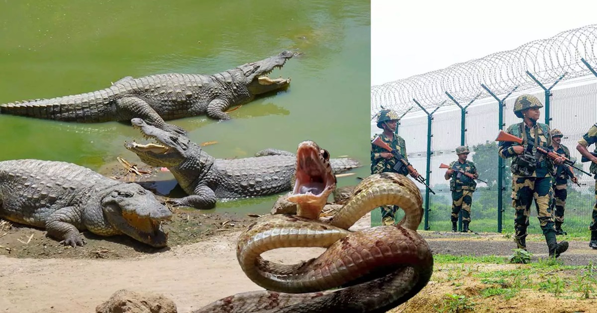 india bangladesh border bsf considers snakes crocodiles to curb infiltration