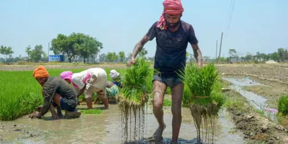 kharif-2026: খরিফ শষ্য মৌসুম শুরু হওয়ার আগে সারের ঘাটতির আশঙ্কা নাকোচ করে দিল কেন্দ্রীয় সরকার; মজুত ও সরবরাহ নিয়ে বিশেষ আশ্বাস
