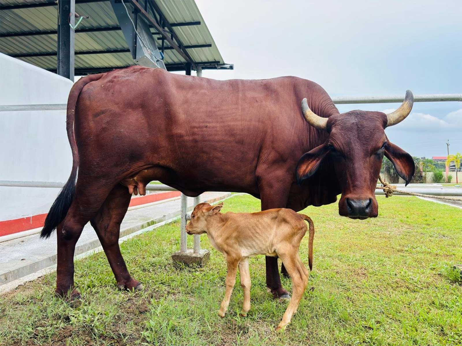 worlds-first-ivf-female-calf-assam-lakhimi-breed-born