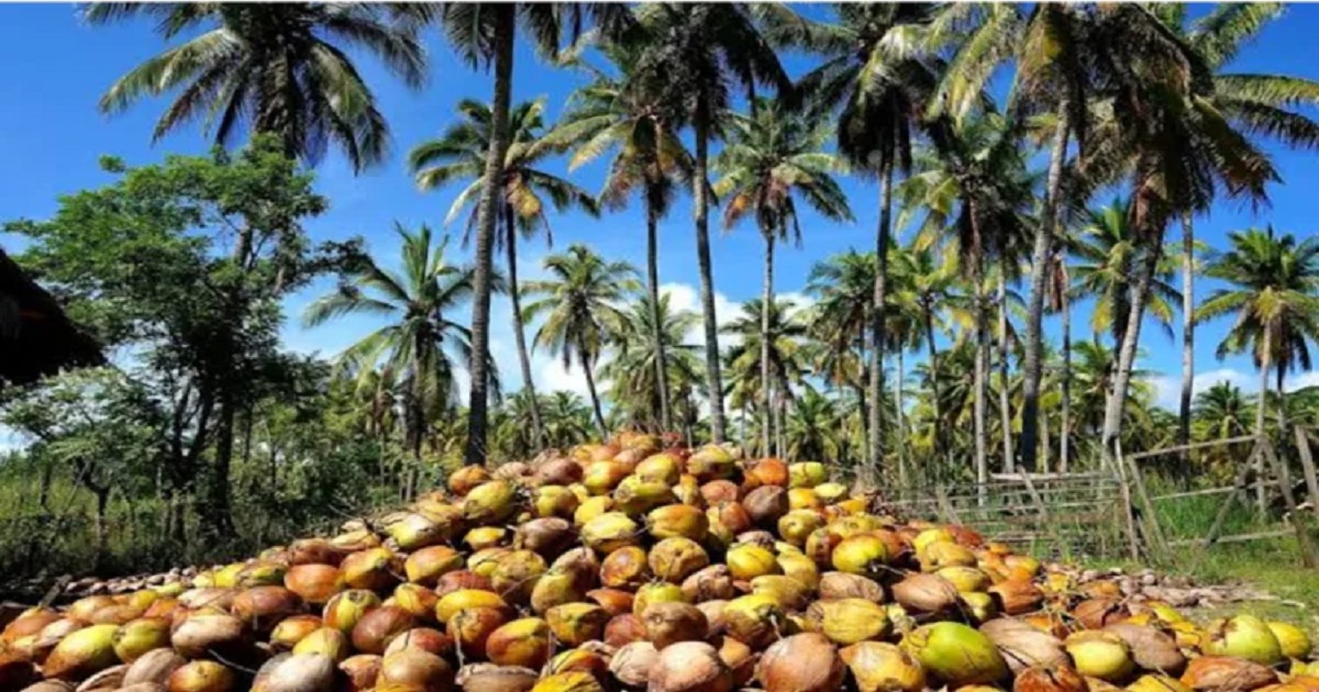 bastar-transformation-from-naxal-hotbed-to-coconut-hub